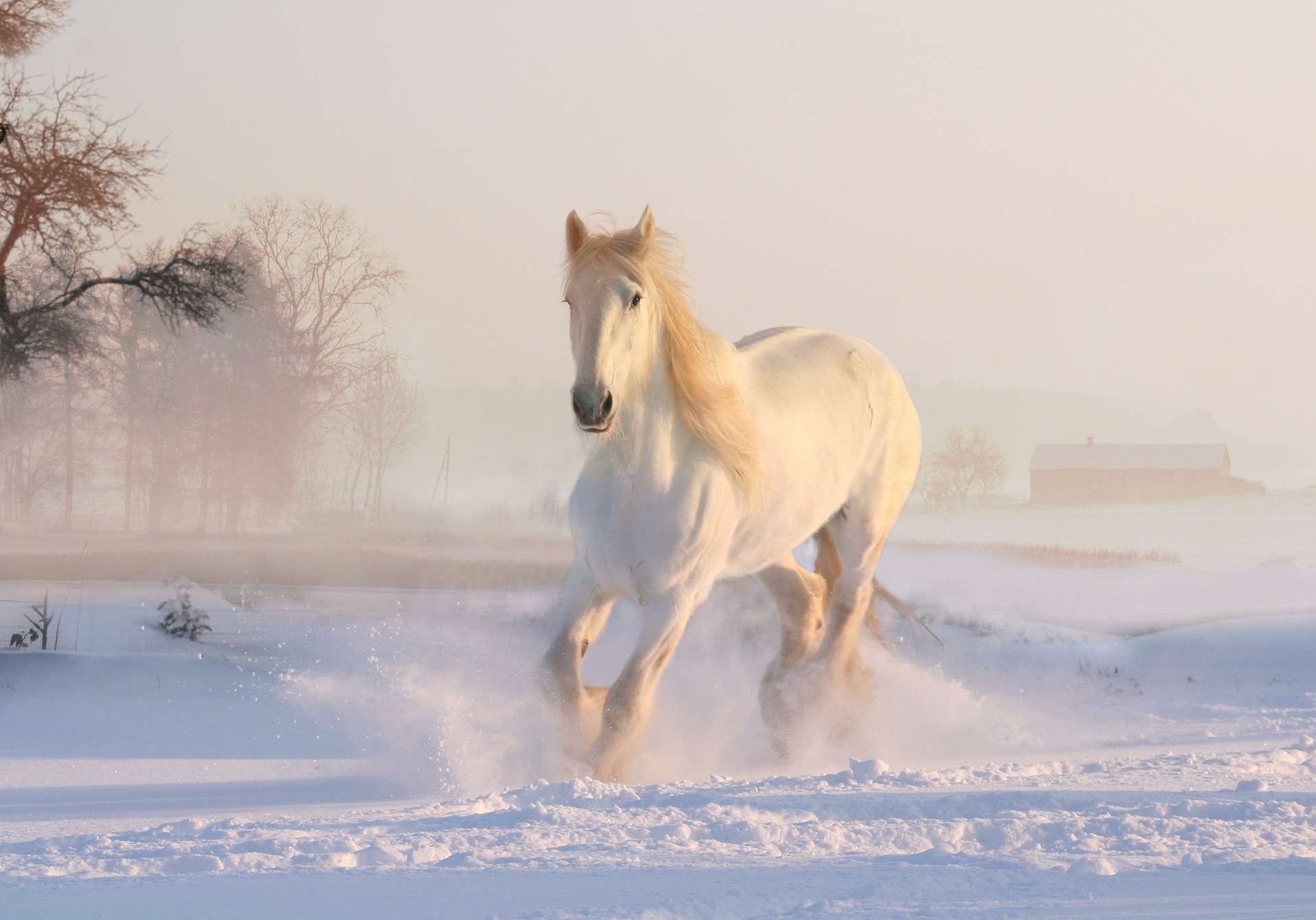 white_horse